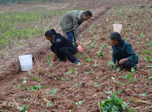 油菜育苗移栽技术强调要实现壮苗移栽