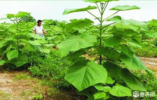 四倍体泡桐种植技术