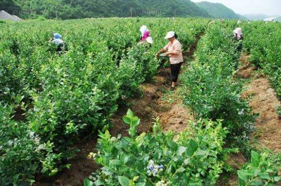 蓝莓种植技术要点