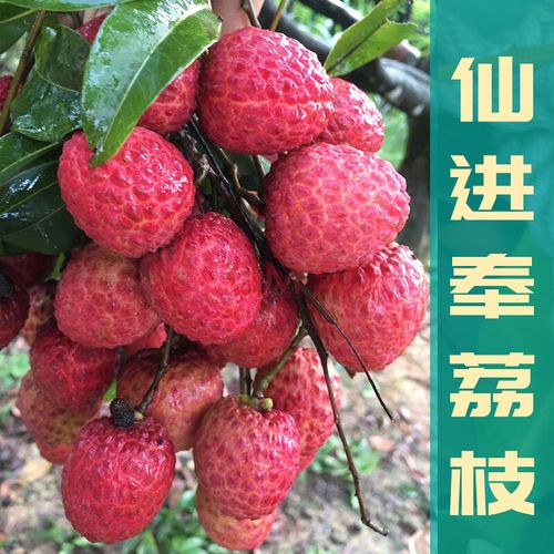 郭仔仙正逢茘枝管理种植技术