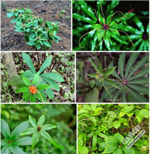 生长在悬崖峭壁上的草药(生长在悬崖的名贵草药)