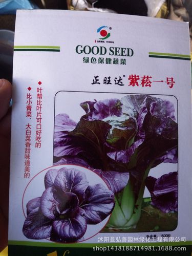 紫松一号种植技术(紫菘一号菜怎么种)