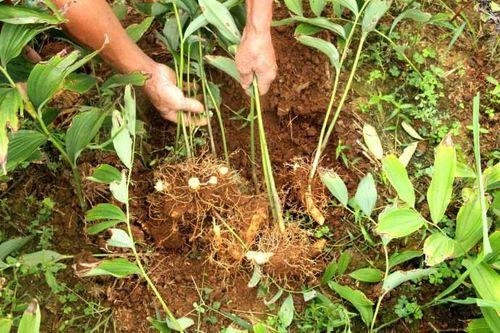 玉竹怎么种植技术(玉竹种植技术与栽培管理)