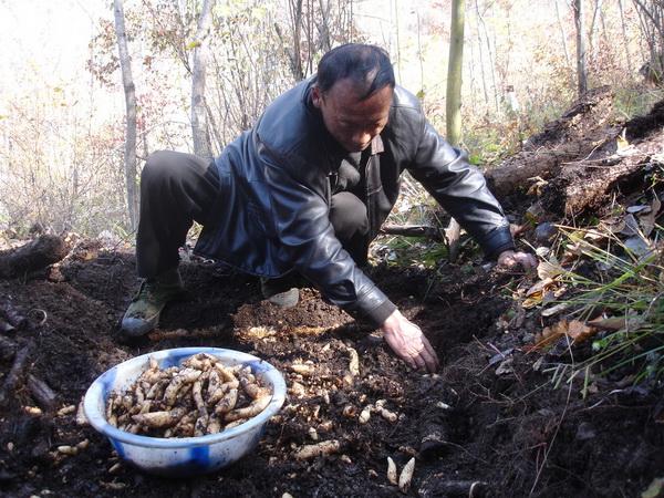 乐山天麻种植技术培训(天麻种植技术视频播放)