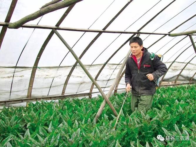 大棚秋季莴笋种植技术(大棚种植莴笋春节前上市什么时候下种)