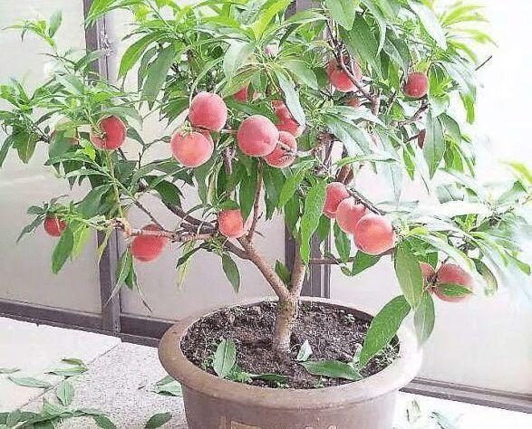 桃树种植新技术