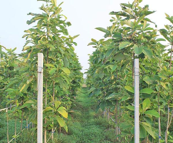 椴树种植技术