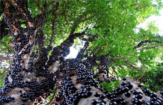 嘉宝果怎么种植(嘉宝果怎么种植视频)