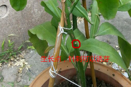 昙花怎么修剪(昙花怎么修剪才能长得好)