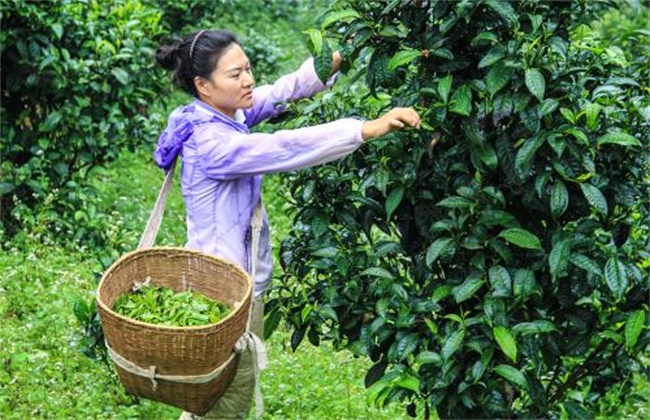 茶树采摘后怎么管理(茶树籽种植技术和管理)