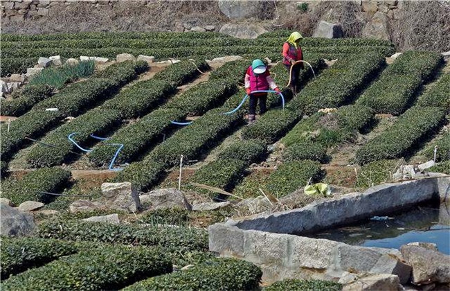 茶树采摘后怎么管理(茶树籽种植技术和管理)