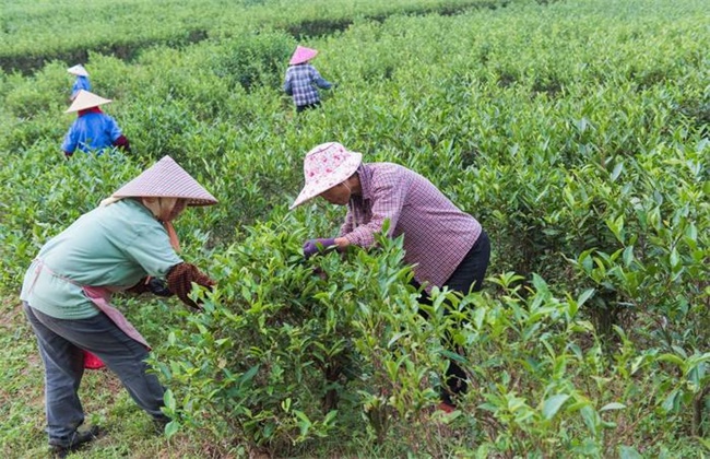 茶树采摘后怎么管理(茶树籽种植技术和管理)