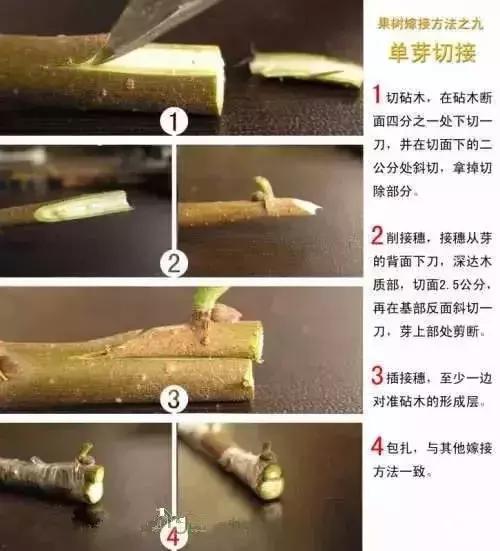 果树嫁接十二种技法(图解)(果树嫁接新方法视频)