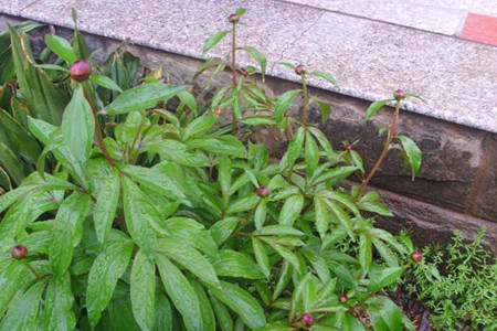 芍药花怎么不开花(芍药几月份开花)