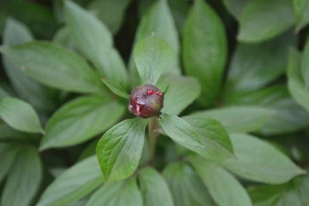 芍药花怎么不开花(芍药几月份开花)