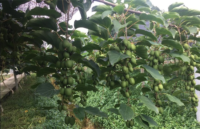 软枣猕猴桃种植注意些什么(软枣猕猴桃种植方法及注意事项)