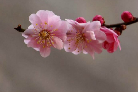 梅花什么时候开(梅花什么时候开花季节)