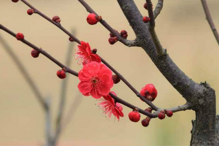 梅花什么时候开(梅花什么时候开花季节)