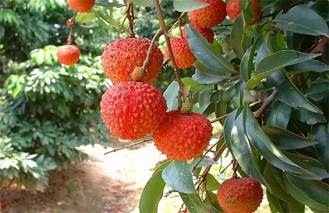 怎么给荔枝施肥