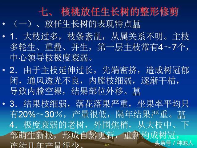 核桃整形修剪技术图解(树木整形修剪技术图解)