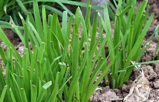 韭菜种植技术(韭菜种植技术要点)