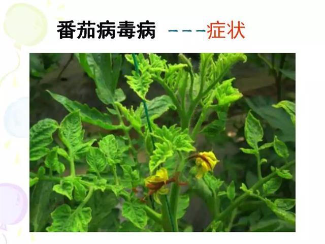 番茄病虫害图解及防治方法(番茄病虫害图片与防治方法)