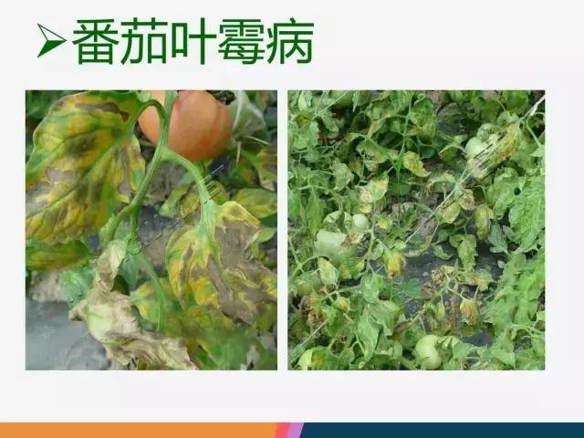 西红柿“十四大”病害症状和解决方案