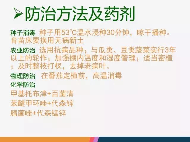 西红柿“十四大”病害症状和解决方案