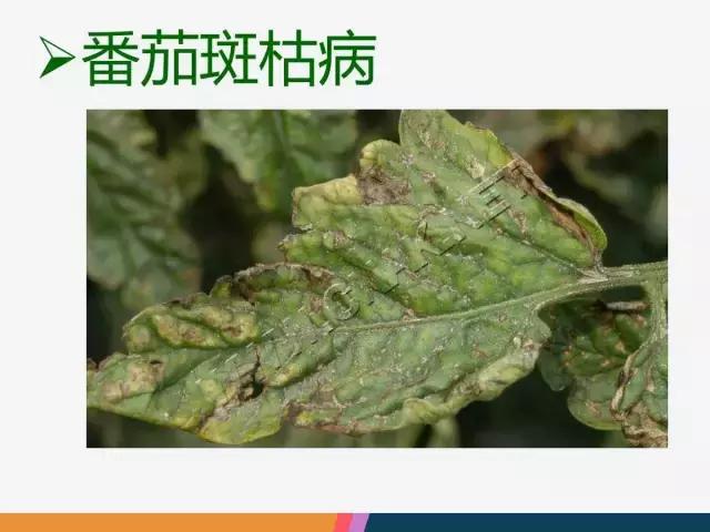 西红柿“十四大”病害症状和解决方案