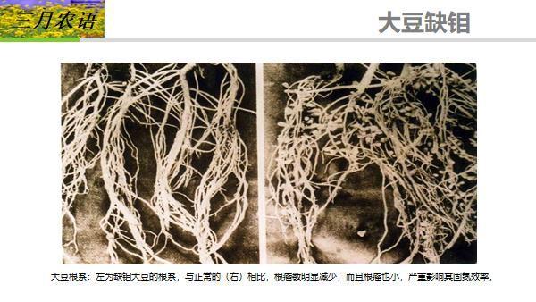 中微量元素的缺素诊断(微量元素缺乏诊断)