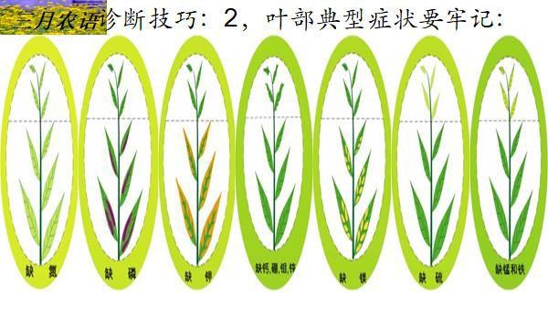 中微量元素的缺素诊断(微量元素缺乏诊断)