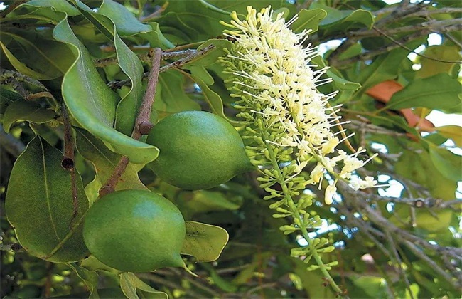 夏威夷果的种植技术(夏威夷果种植技术视频)