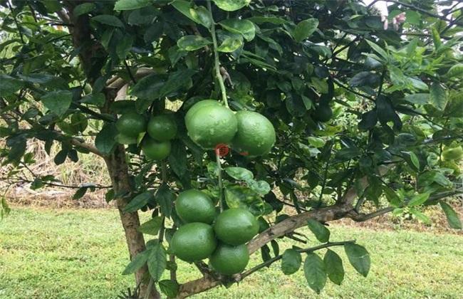 夏威夷果的种植技术(夏威夷果种植技术视频)