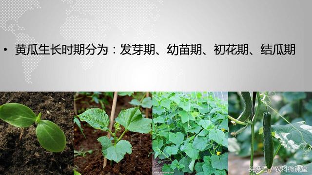 黄瓜栽培管理技术——专题讲座