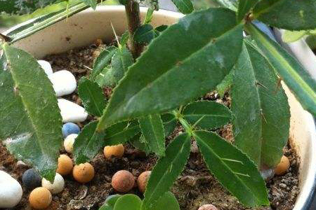 花椒种子怎么种植(花椒种子的种植方法及时间)