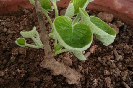 怎么样盆栽种植奇异果(火龙果盆栽种植方法)