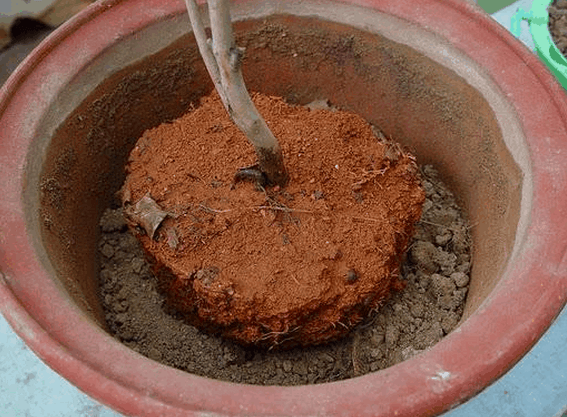 茶花如何上盆(茶花上盆最好方法)