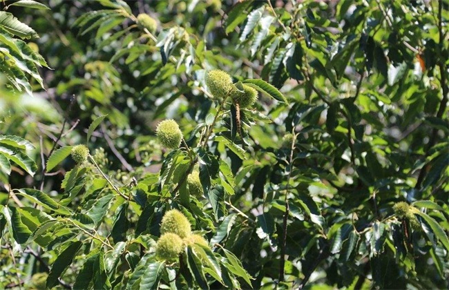 板栗树种植技术方法技巧(板栗树种植管理技术)