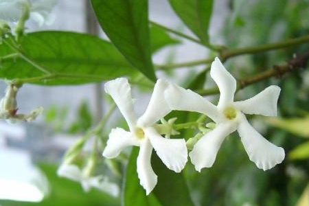 风车茉莉怎么种植(风车茉莉花期有多长)