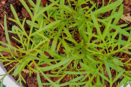 格桑花怎么摘心(格桑花种植方法和时间)