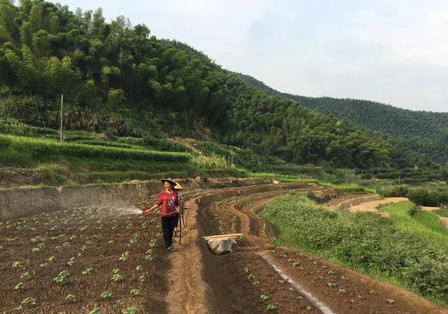 蔬菜喷磷酸二氢钾后什么时候可采摘(大樱桃采摘后可以打磷酸二氢钾吗)