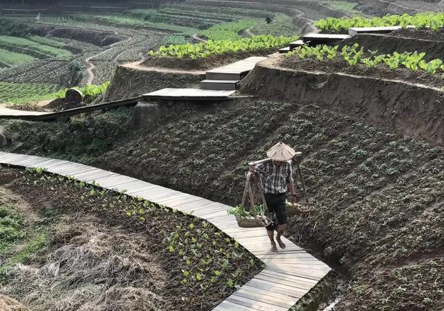 蔬菜喷磷酸二氢钾后什么时候可采摘(大樱桃采摘后可以打磷酸二氢钾吗)