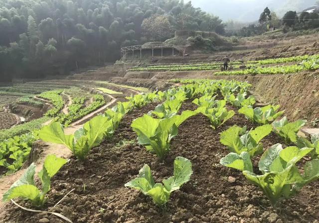 蔬菜喷磷酸二氢钾后什么时候可采摘(大樱桃采摘后可以打磷酸二氢钾吗)