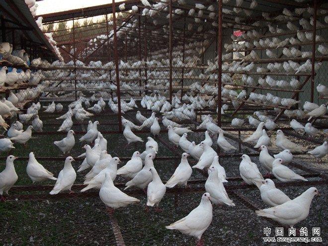 大棚养殖鸽子应该注意哪些