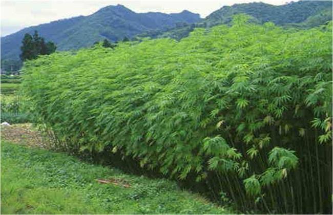 油麻种植方法