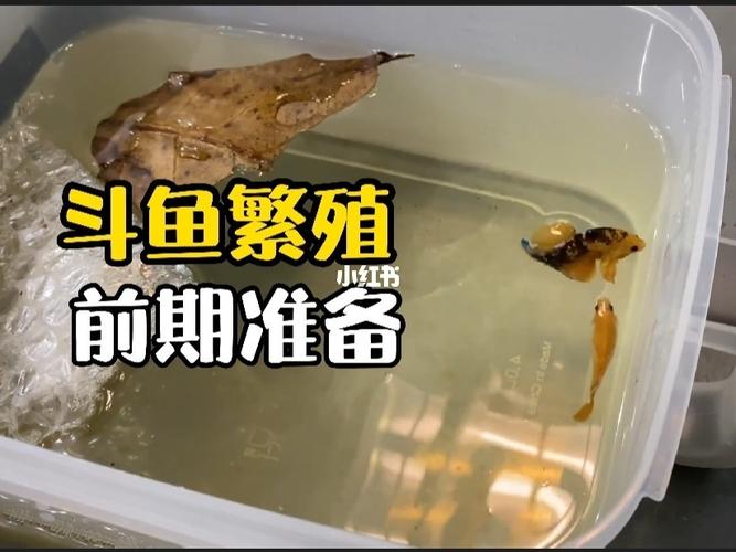 斗鱼的人工繁殖饲养技术