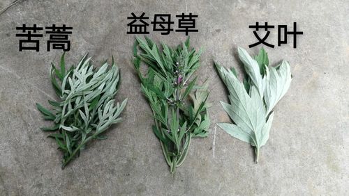 怎么种植艾草?