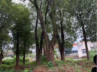 广西香樟种植示范基地