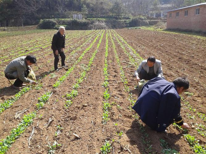 油菜栽培技术要点