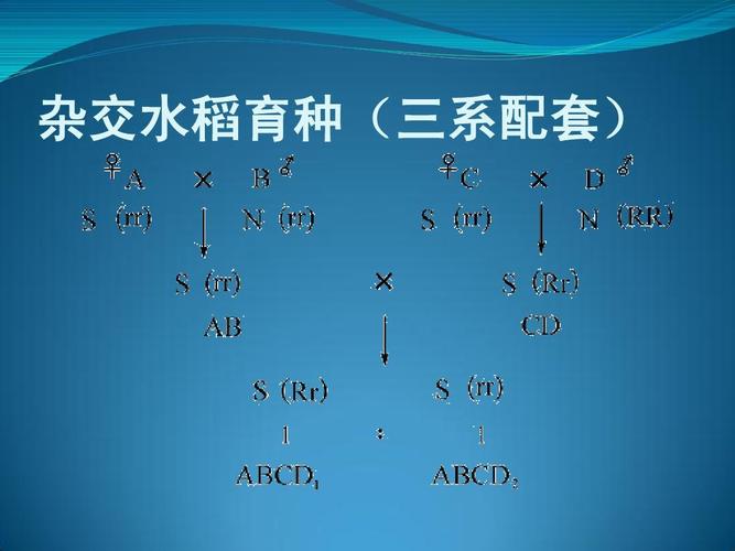 水稻杂交育种的基础